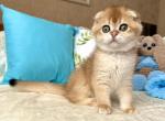 Teddy - Scottish Fold Kitten For Sale - Hollywood, FL, US