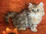 Brandy - Ragamuffin Kitten For Sale - Allentown, PA, US