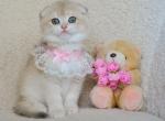 Mila - Scottish Fold Kitten For Sale - Hollywood, FL, US