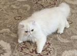 Sunshine - Persian Kitten For Sale - Fort Worth, TX, US