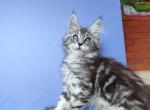 Grisha - Maine Coon Kitten For Sale - Houston, TX, US