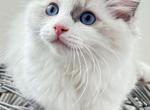 THEODORE - Ragdoll Kitten For Sale - 