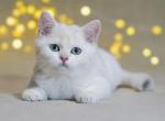 Iris - British Shorthair Kitten For Sale - Boston, MA, US