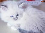 CHARLES - Siberian Kitten For Sale - La Crosse, WI, US