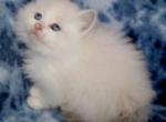 FIONA - Siberian Kitten For Sale - 