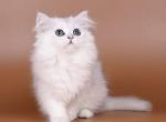 Nimpha - British Shorthair Kitten For Sale - 