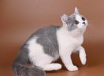 Blanco - British Shorthair Kitten For Sale - Pembroke Pines, FL, US