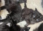 2 girls 2 boy Maine coons - Maine Coon Kitten For Sale - Fenton, MI, US