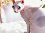 Angelina DBE Program Elf and Anastasia Rare Red - Sphynx Cat For Sale/Service - Tampa, FL, US