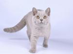 Ximen - British Shorthair Kitten For Sale - Norwalk, CT, US