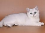 Neo - British Shorthair Kitten For Sale - Norwalk, CT, US