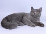 Lana - British Shorthair Kitten For Sale - Norwalk, CT, US