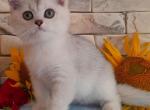 Calvin - British Shorthair Kitten For Sale - Norwalk, CT, US