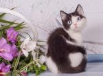 Irbis - British Shorthair Kitten For Sale - Norwalk, CT, US