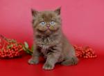 Casper - British Shorthair Kitten For Sale - Norwalk, CT, US