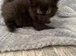 Pandora SOLD - Siberian Kitten For Sale - 