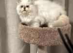 Coconut tortie cream & blue - Himalayan Kitten For Sale - Charlotte, NC, US