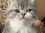 CFA BLUE MACKEREL TABBY - Exotic Kitten For Sale - CT, US