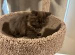 Hersey chocolate  ready to go today - Persian Kitten For Sale - Charlotte, NC, US