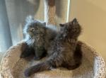 Hersey chocolate boy - Persian Kitten For Sale - Charlotte, NC, US