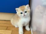 Sunny girl - British Shorthair Kitten For Sale - New York, NY, US