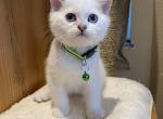 ARCHIE Scottish Straight - Scottish Straight Kitten For Sale - Nixa, MO, US