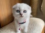 Scottish fold Essie - Scottish Fold Kitten For Sale - Nixa, MO, US