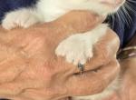 Bo - Polydactyl Kitten For Sale - 