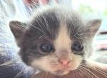 Delilah - Polydactyl Kitten For Sale - 