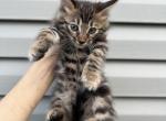 Cashmere Bengal Kitten - Bengal Kitten For Sale - 