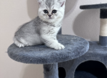 Baby 1 - British Shorthair Kitten For Sale - Dallas, TX, US