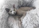 Sylvie - Russian Blue Cat For Sale/Retired Breeding - Hallsville, MO, US