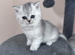 Baby 2 - British Shorthair Kitten For Sale - Dallas, TX, US