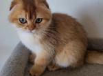 EDWIN - Scottish Fold Kitten For Sale - 