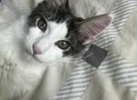 Queen - Maine Coon Kitten For Sale - Norwell, MA, US