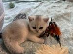 Skylar - Scottish Straight Kitten For Sale - 