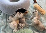 Poppys Kittens - Scottish Straight Kitten For Sale - Tracy, CA, US