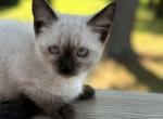 Female Seal - Siamese Kitten For Sale - Hampden, MA, US