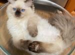 Ragdoll Kitten - Ragdoll Kitten For Sale - San Diego, CA, US