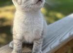 Male and female lynxpoint - Siamese Kitten For Sale - Hampden, MA, US