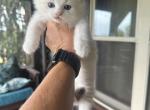 Dean - Ragdoll Kitten For Sale - Duncansville, PA, US