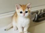 Golden girl - British Shorthair Kitten For Sale - NY, US