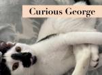 Curious George - American Shorthair Kitten For Sale - Denver, NC, US