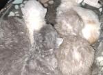 Cfa persian kittens for deposit - Persian Kitten For Sale - Woodburn, IN, US