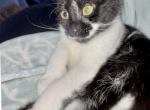 Shadow Girl - American Shorthair Kitten For Sale - 