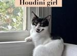 Houdini Girl - American Shorthair Kitten For Sale - Denver, NC, US