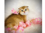 Bombi - Scottish Fold Kitten For Sale - Bergenfield, NJ, US