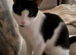 Patches - American Shorthair Kitten For Sale - 