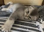 Scottish Fold Duncan - Scottish Fold Kitten For Sale - 