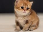 Ares BRL NY11 - British Shorthair Kitten For Sale - Fairfax, VA, US